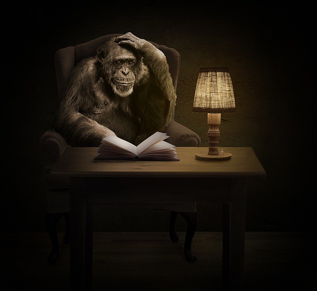 The Study of Chimpanzee Culture - IELTS Reading Test Image by Thomas Skirde from Pixabay